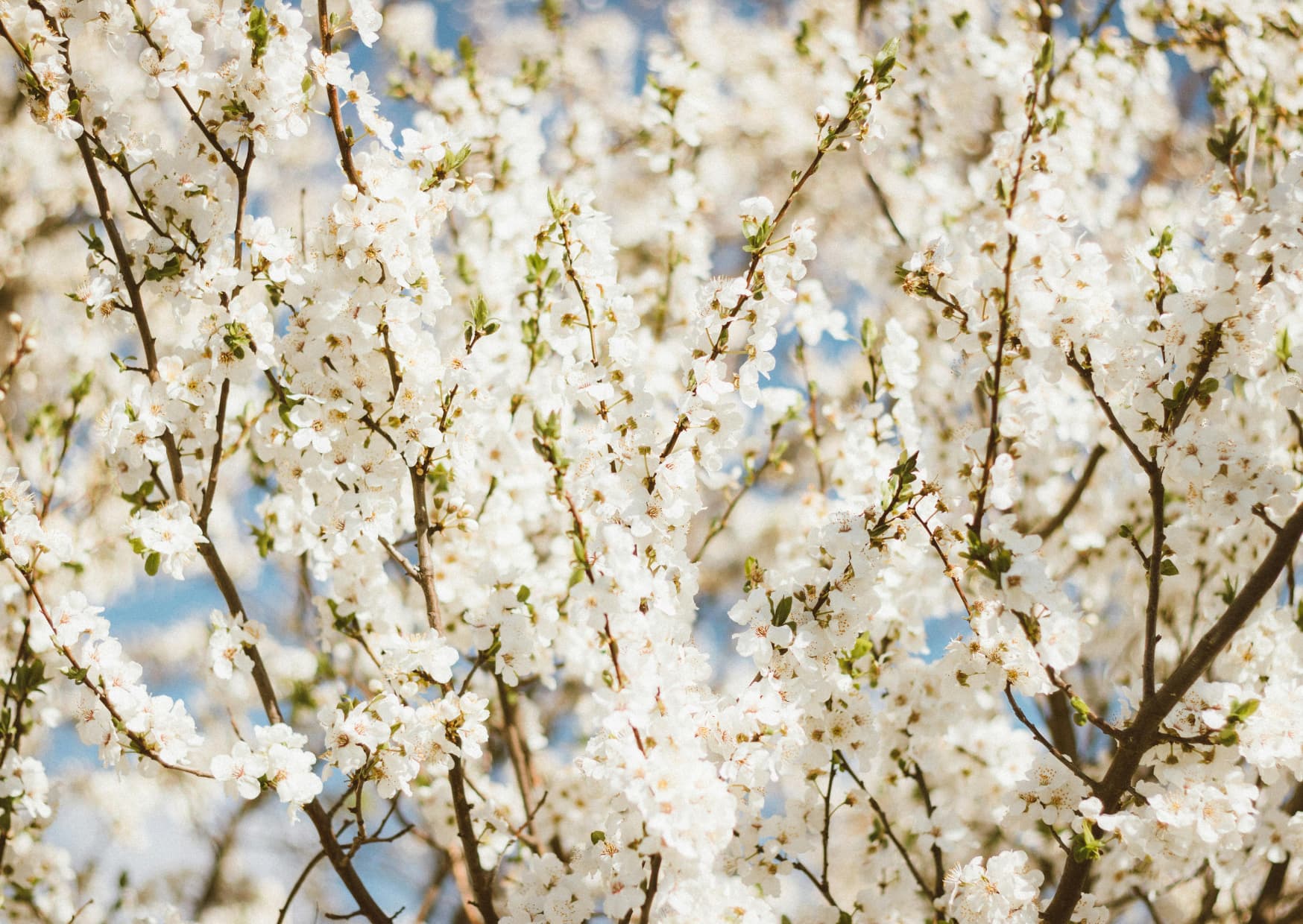 Dukat bord med ljus och blommor